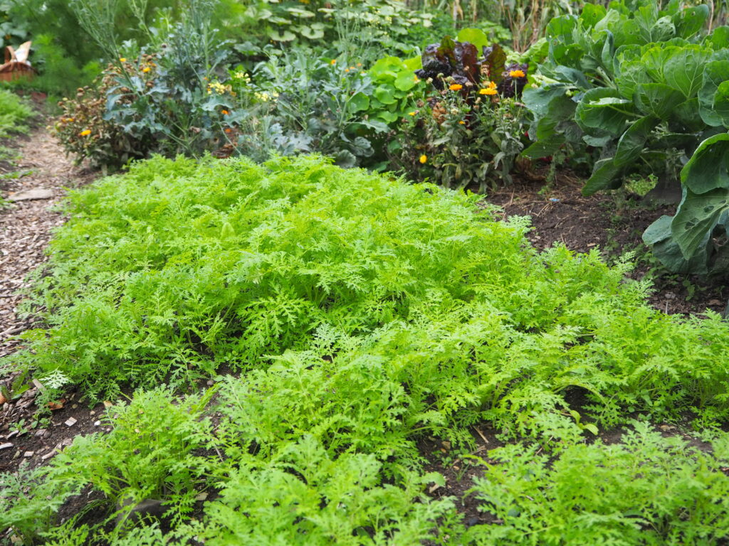 zelené hnojení