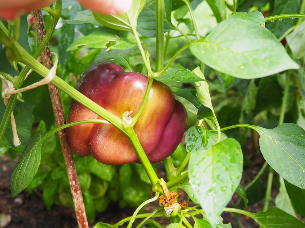 paprika měňavka